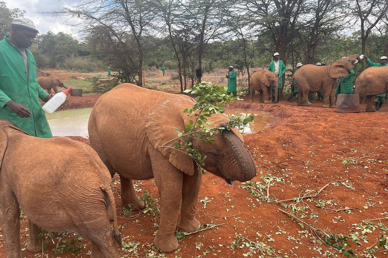 Excursão ao Parque Nacional de Nairobi, Bebê Elefante e Girafa