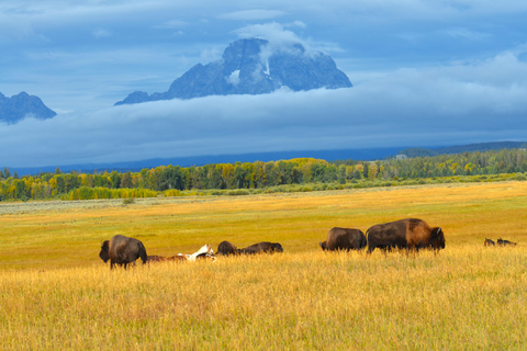 Jackson: Grand Teton & Yellowstone Private Van Tour