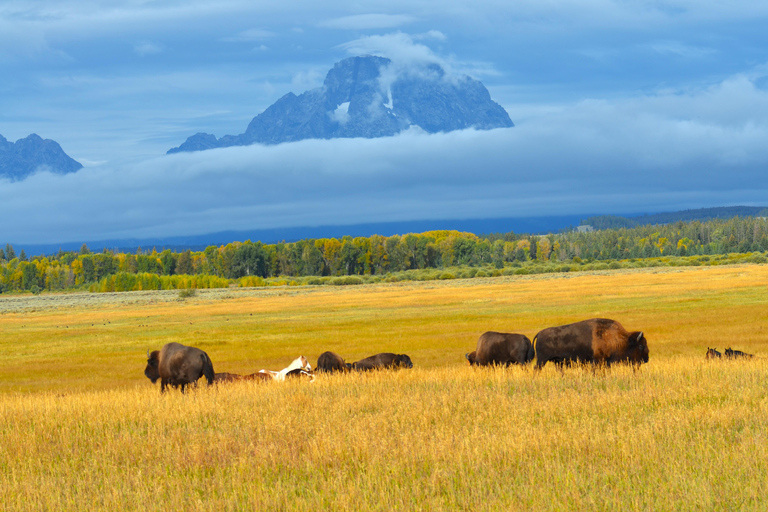 Jackson: Grand Teton & Yellowstone Private Van Tour