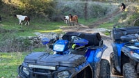 Bracciano, visite à vélo de 4 heures quad - Hizvo