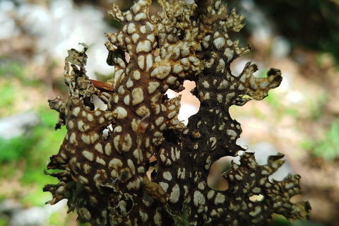 Pescasseroli from above: Great Maple Tree Guided Hike