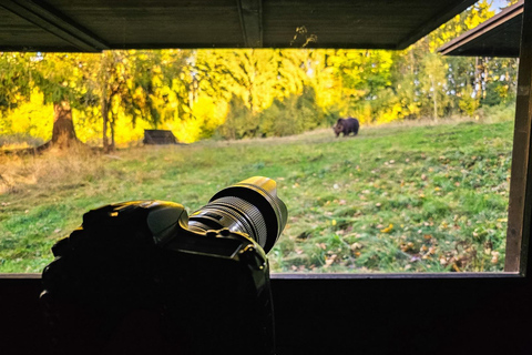 Brașov: 4-Hour Bear Watching Tour in Carpathian Mountains
