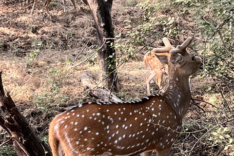 8-Day Golden Triangle Tour With Ranthambore & Jhalana Safari Tour With 3-Star Hotel Recommendation