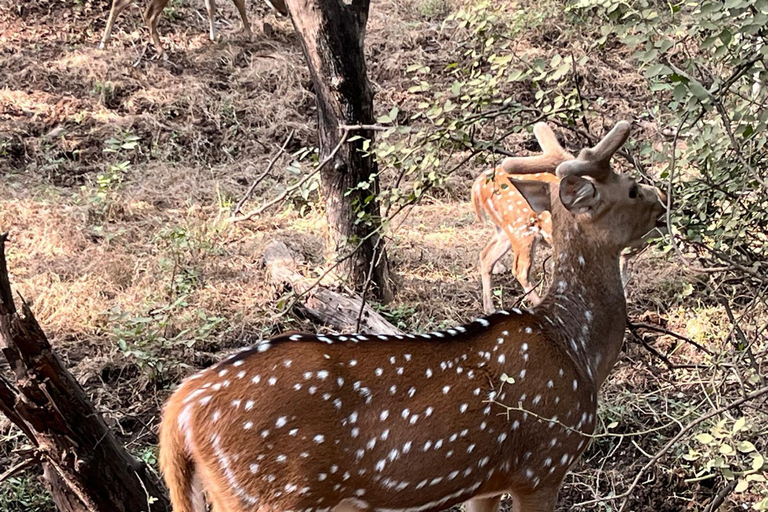 8-Day Golden Triangle Tour With Ranthambore & Jhalana Safari Tour With 3-Star Hotel Recommendation