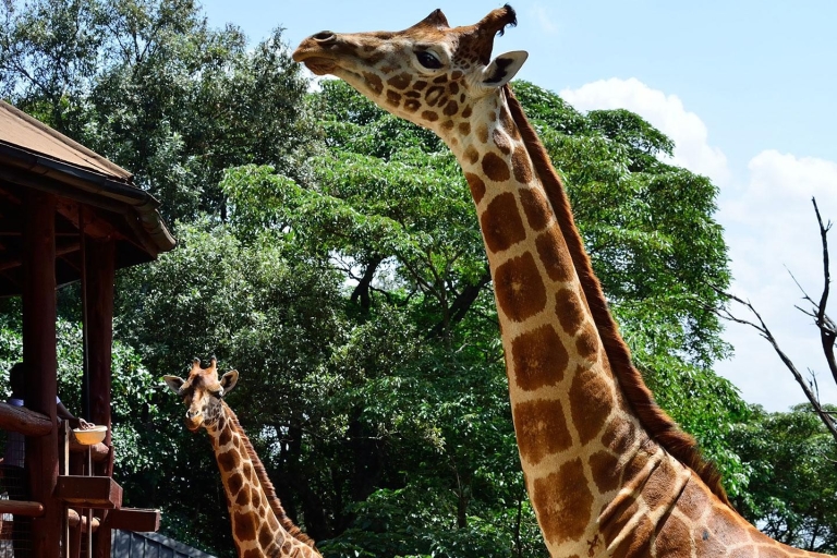 Journée à l'orphelinat des éléphants et au centre des girafesExcursion d'une journée à l'orphelinat des éléphants et au centre des girafes