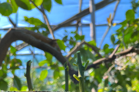 Sorrente : visite d'un jardin de citrons et dégustation de confitures