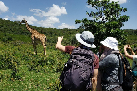 8 Days Comfort Safari+Walking Trip.