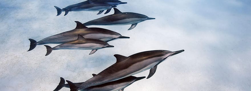 Visite de la grotte de Salaam, plage de Paje, restaurant The Rock, grotte de Kuza