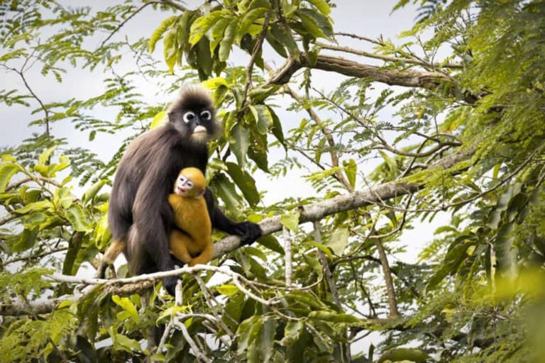 Penang: Penang Hill Sunrise Tour with Morning Market Visit