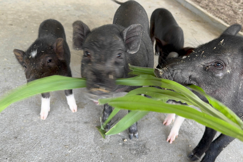 Luang Prabang: excursión a una granja y aventura con bufé de búfalo