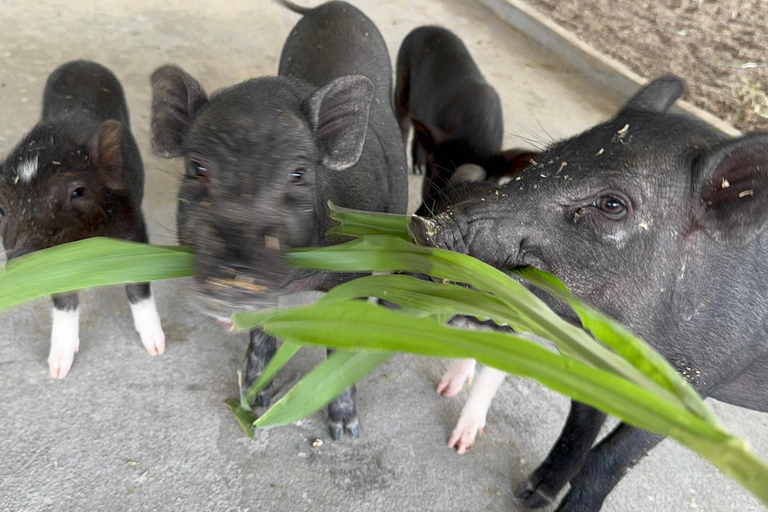 Luang Prabang: excursión a una granja y aventura con bufé de búfalo