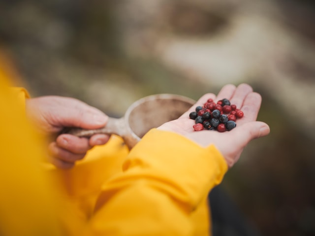 Rovaniemi: Berry Picking and Pie Baking Tour