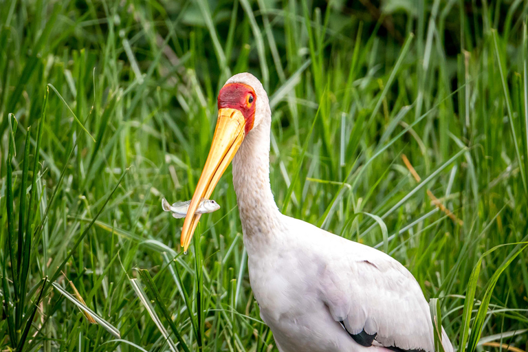 Safari de 3 dias com voo do gorila em Bwindi