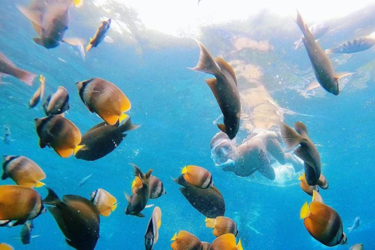 Bali Este : Buceo en la Laguna Azul - Todo incluidoSólo snorkel con punto de encuentro y comidas