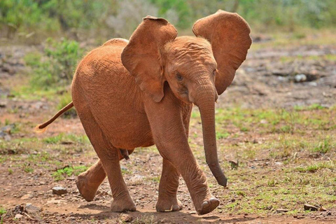 Nairobi: National Park, Elephant Orphanage & Giraffe Center