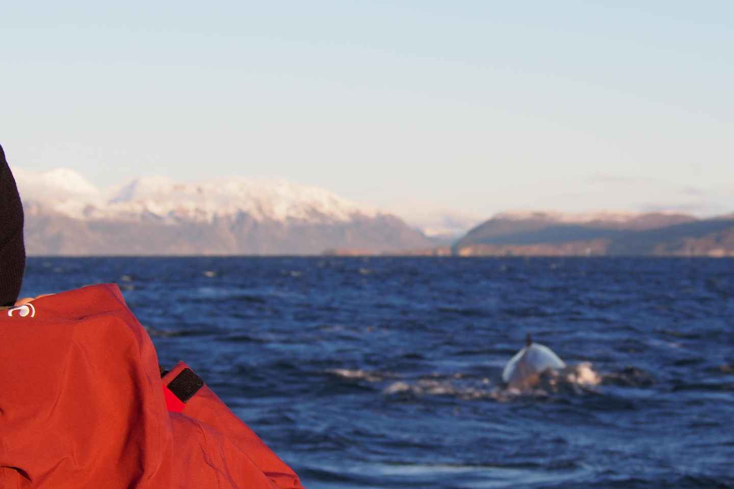 From Alta: Small group Whale watching