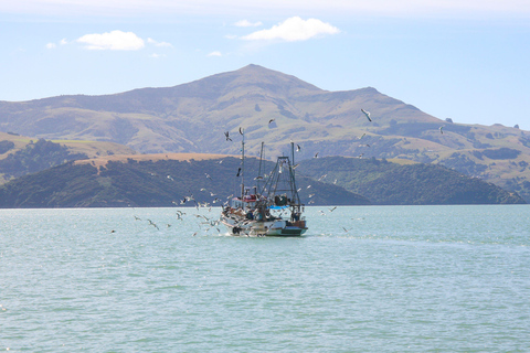 Christchurch: Akaroa and Banks Peninsula Day Trip