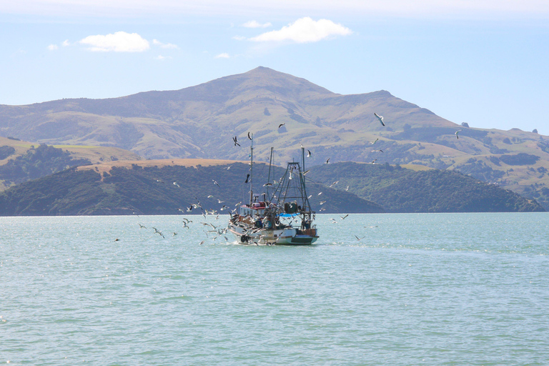 Christchurch: Excursión de un día a Akaroa y la península de Banks