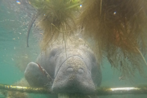 Crystal River: Guided Manatee Tour Heated Boat Free Photos