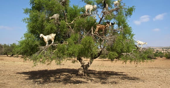 Agadir: Goat on Trees & Crocodile Park including HotelPickup