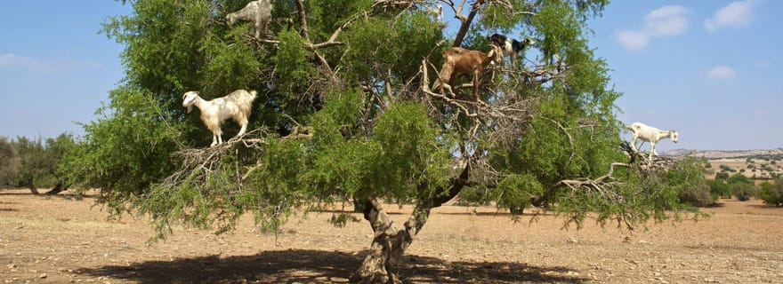 Agadir : Chèvre sur les arbres et parc aux crocodiles avec prise en charge à l'hôtel