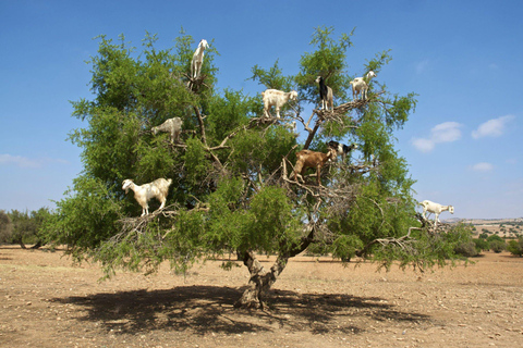 Agadir: Goat on Trees &amp; Crocodile Park including HotelPickup