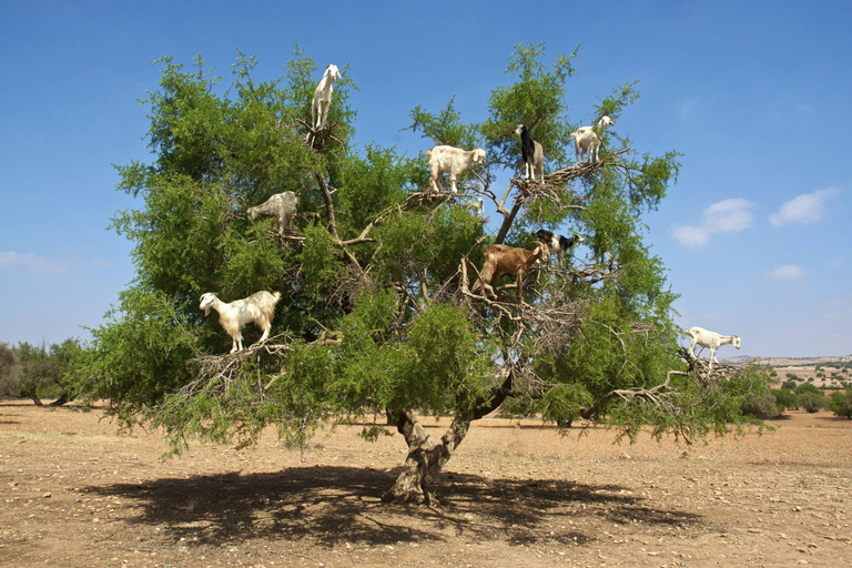 Agadir: Goat on Trees & Crocodile Park including HotelPickup