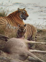 サファリ予約 - Housity