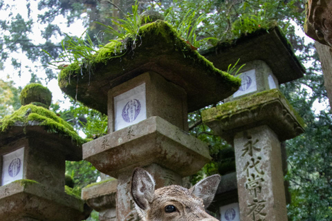 Depuis Kyoto : Excursion privée et personnalisée d&#039;une journée à Kyoto