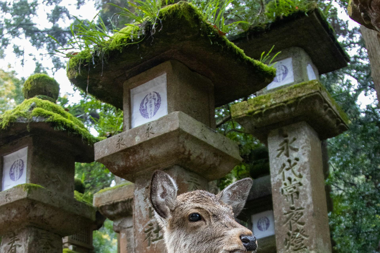 Von Kyoto aus: Kyoto Private Tagestour mit individueller Besichtigung