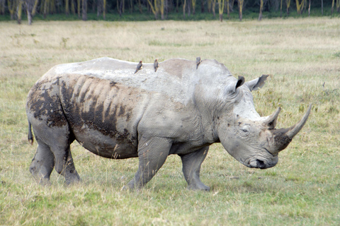 Vanuit Nairobi: Lake Nakuru National Park Dagvullende Tour