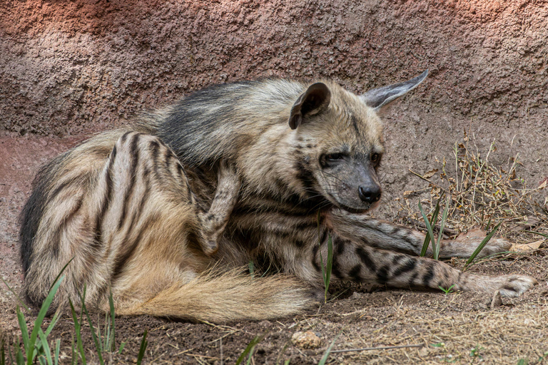 Jaipur : billet d'entrée pour le parc biologique de NahargarhJaipur : billet d'entrée au parc biologique de Nahargarh