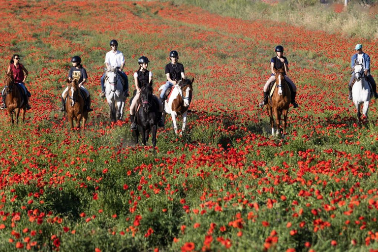 Horse Sanctuary in Rome Elevating the Ride: Summer in the Simbruini Mountains