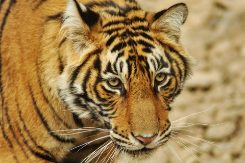 3-Day Ranthambore Tiger Safari Tour from DelhiPrivate Trip without Hotel