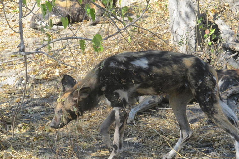 7 Días - Savuti - Khwai - Moremi (Safari móvil)