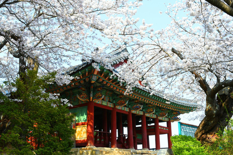 Seoul: Jinhae or Chasing Cherry Blossom &amp; Spring Flower TourChasing Cherry Blossom Tour, Meet at Hongik University St