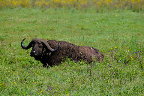 Arusha: Ngorongoro Crater Full-Day Safari Ngorongoro Crater: Full Day Safari