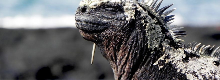 4 jours aux îles Galápagos : visite guidée de l'île de Santa Cruz