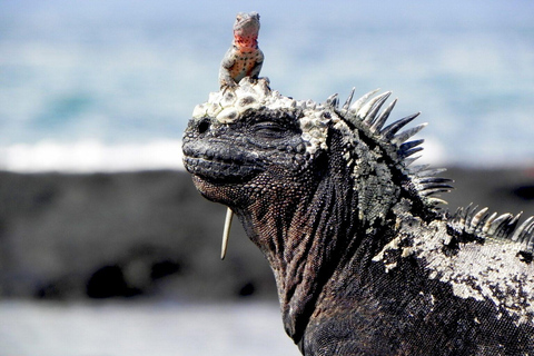 4-Day Galapagos Islands: Guided Tour Santa Cruz Island ENGLISH SPEAKING TOUR GUIDE