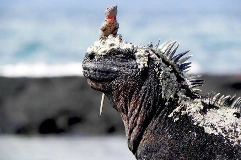 4-Day Galapagos Islands: Guided Tour Santa Cruz Island ENGLISH SPEAKING TOUR GUIDE