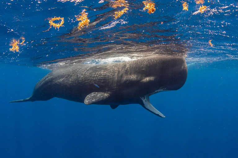 Sri Lanka: Whale Watching and Snorkeling Boat Tour