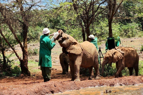 Nairobi National Park and Elephant Orphanage Day Excursions