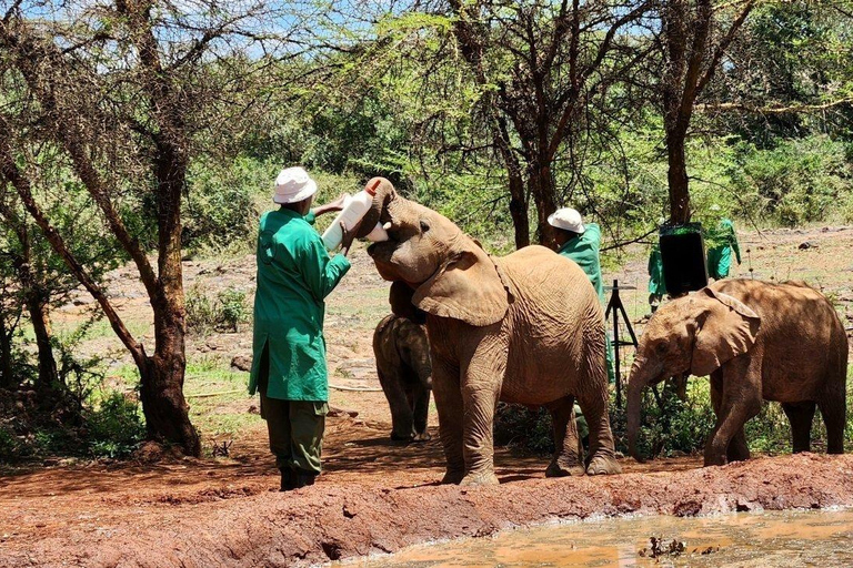 Nairobi National Park and Elephant Orphanage Day Excursions