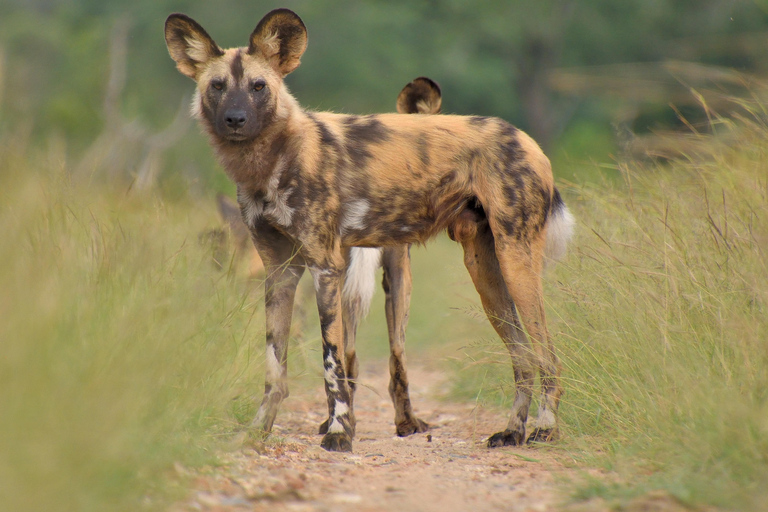 Extended Chobe Day Trip(6hours Game drive+3Hours SafariBoat) Extended Chobe Day Trip