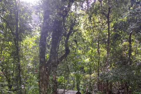 Puerto Rico: Gozalandia River Hiking and Waterfall Tour