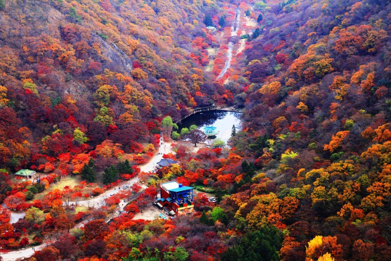 Naejangsan Autumn Foliage Day Tour from Seoul and Busan Group tour, departure from Haeundae Station Exit 5 (Busan)