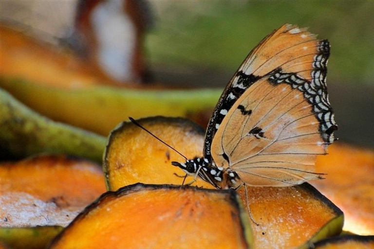 Zanzibar: Floresta de Jozani, centro de borboletas e praia de MtendeTour particular com traslado de ida e volta no hotel incluído