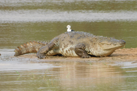 Yala & Bundala Both National Parks: One Day Safari Tour Pick up & Drop off: Yala/Tissa/Kataragama/Kirinda/Weerawila