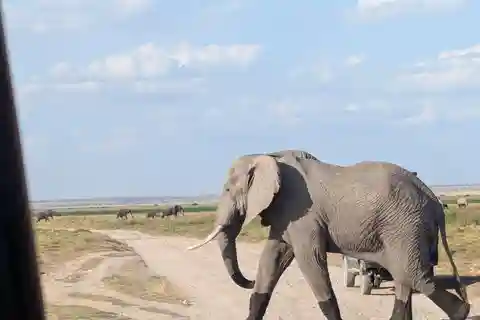 4-Day Tsavo East, Amboseli & Taita Salt From Diani