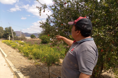 Ocotlán and San Antonino: Hands That See Workshop and Art with The Immortal Flower Ocotlán and San Antonino: Hands That See Workshop and Art with La Flor Inmortal